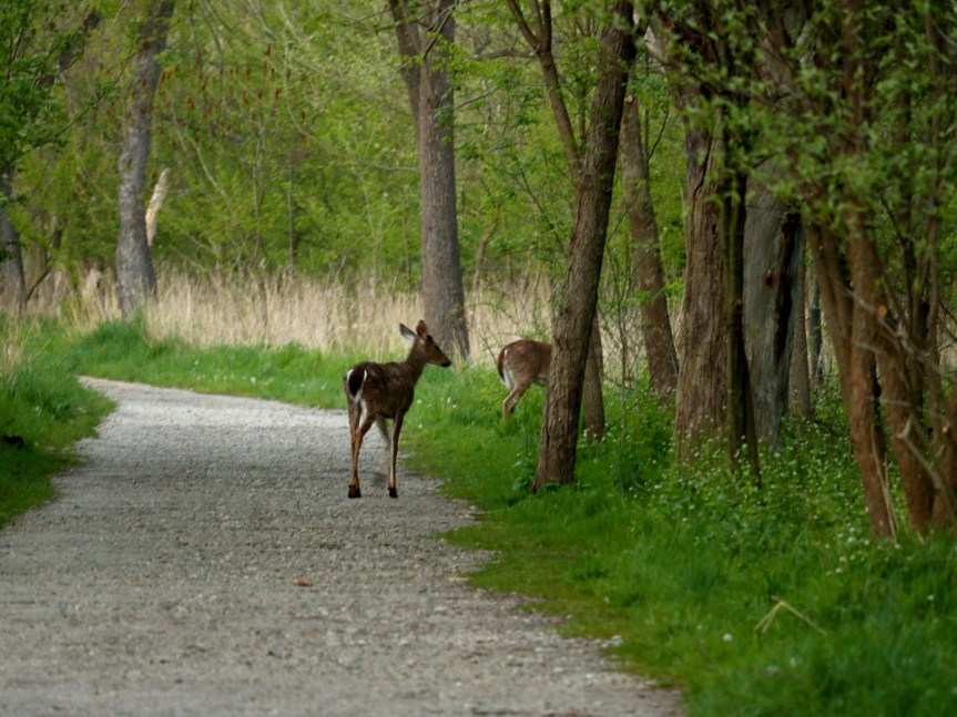 frick2017042624small