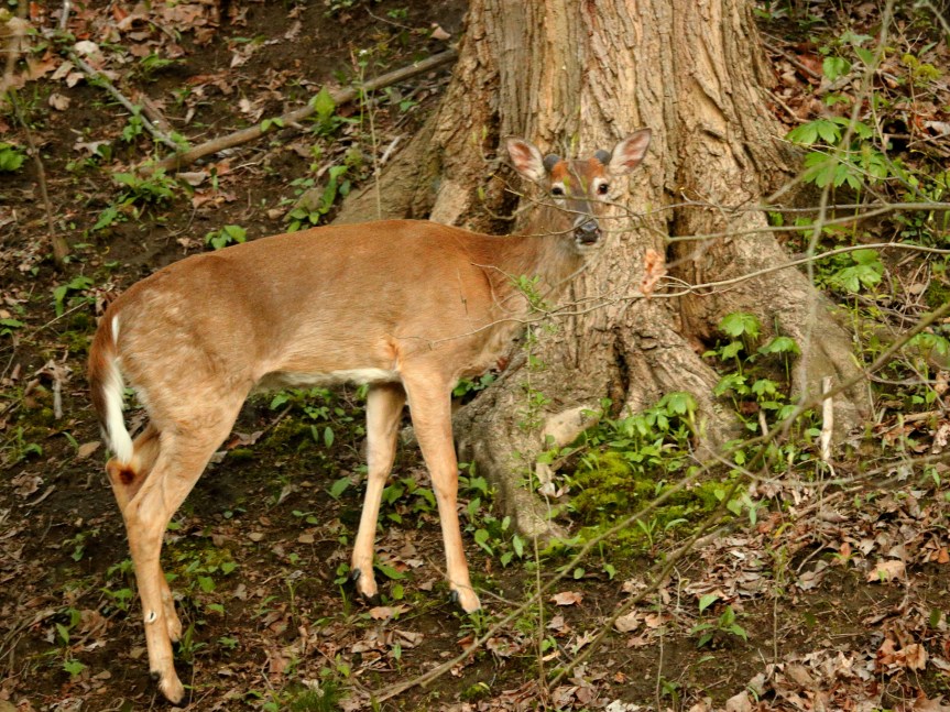 frick2017042625small